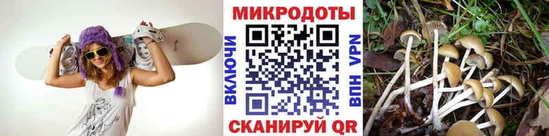 shop Telegram Пенза Галлюциногенные грибы GOLDEN TEACHER